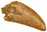 Serrated Raptor Tooth - Real Dinosaur Tooth #371431-1